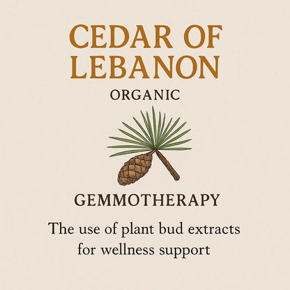 Cedar of Lebanon Organic Gemmotherapy